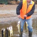 Man posing with haul of walleye fish