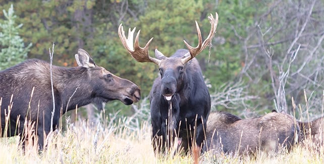 Bull Moose and Cow Moose