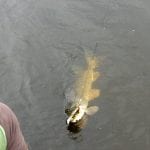 reeling in a pike
