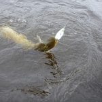 Man holding a pike