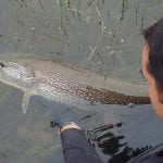 Releasing a pike back into the water