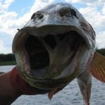 Picture of a big pike mouth