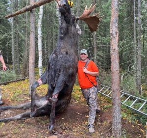 Person in orange shirt with a moose suspended between trees in a forest, ladder nearby.